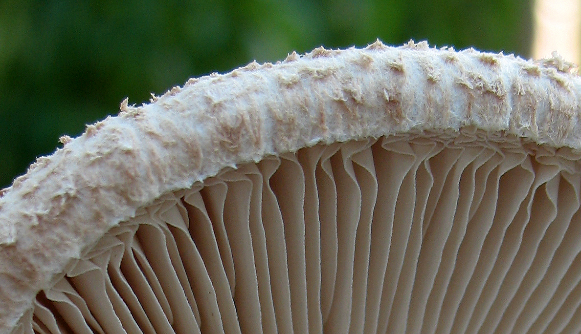 Parasol Mushroom Macrolepiota Procera Mushroom Collecting