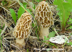 morel7 copy2.jpg (342502 bytes)