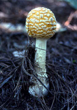 muscaria4 copy.jpg (518520 bytes)