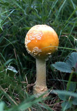 muscaria copy.jpg (417476 bytes)