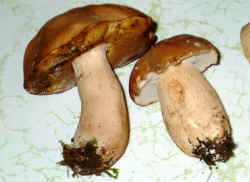 mush6 (5).JPG (370059 bytes)