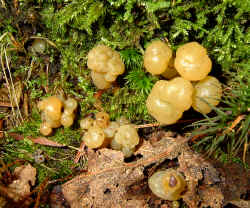 mush6 (9) copy.jpg (635421 bytes)